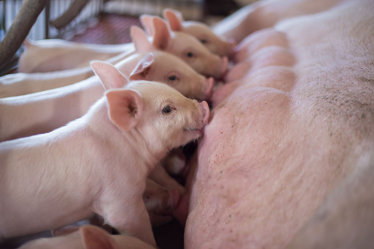 piglets-suckling piglets-suckling