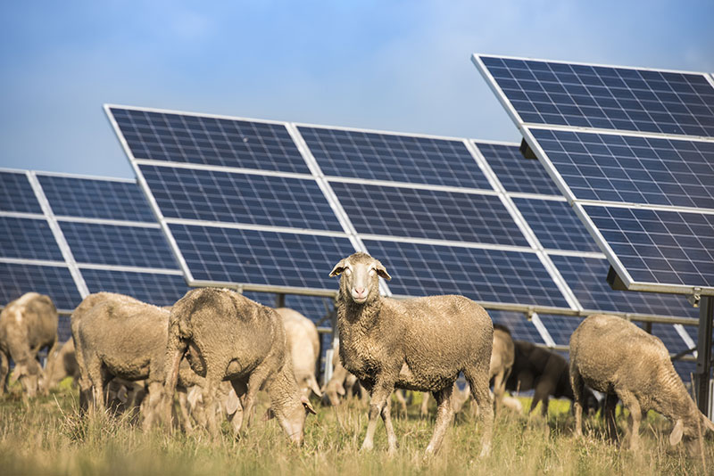 sheep-in-front-of-solar-panels sheep-in-front-of-solar-panels