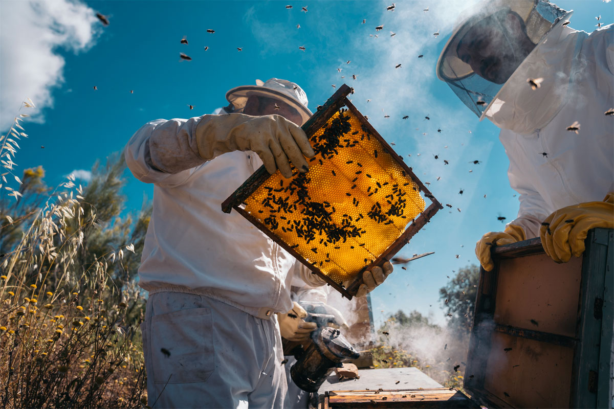 Why-are-Bees-so-important,-and-why-would-you-want-to-keep-them Why-are-Bees-so-important,-and-why-would-you-want-to-keep-them