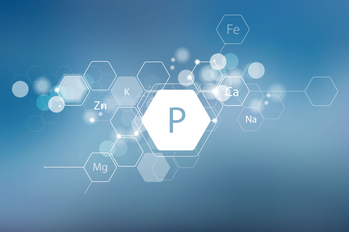 The-Importance-of-Phosphorus-Supplementation- The-Importance-of-Phosphorus-Supplementation-