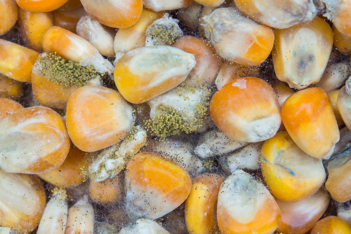 mycotixins-what-are-they mycotixins-what-are-they