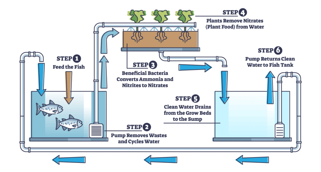 Image showing the steps involved in aquaponics in Zimbabwean agriculture