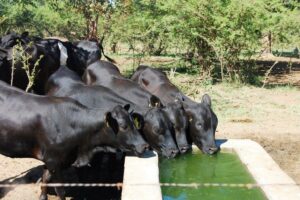Maree Osborne Mashona Stud Macheke (3)
