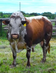 Nkone bull