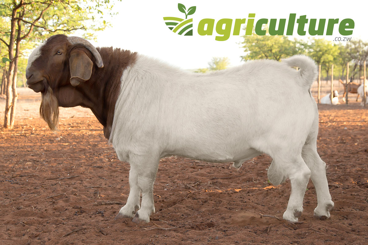 boer-goat-buck-optimise-your-goat-production-zimbabwe boer-goat-buck-optimise-your-goat-production-zimbabwe