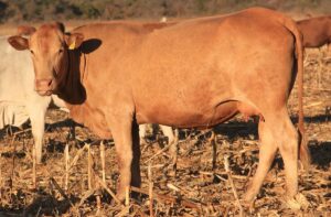 superb-tuli-cow-zimbabwe