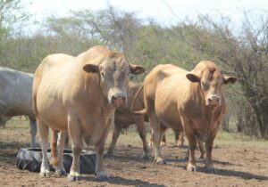 tuli-bulls