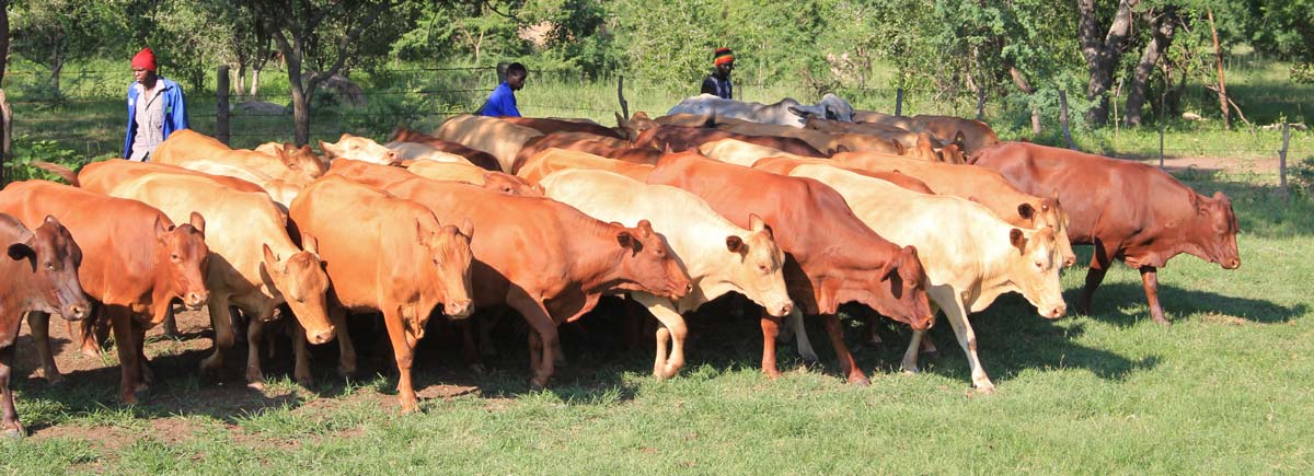 tuli-cattle-herd-at-golden-hour tuli-cattle-herd-at-golden-hour