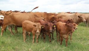 tuli-cattle-herd-zimbabwe