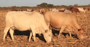 tuli-cows-grazing-zimbabwe