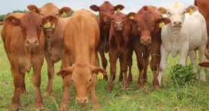 zimbabwean-indigenous-tuli-calves