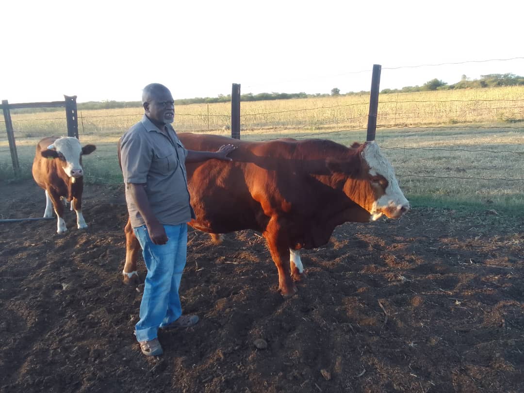 Obert with his Simmental Obert with his Simmental