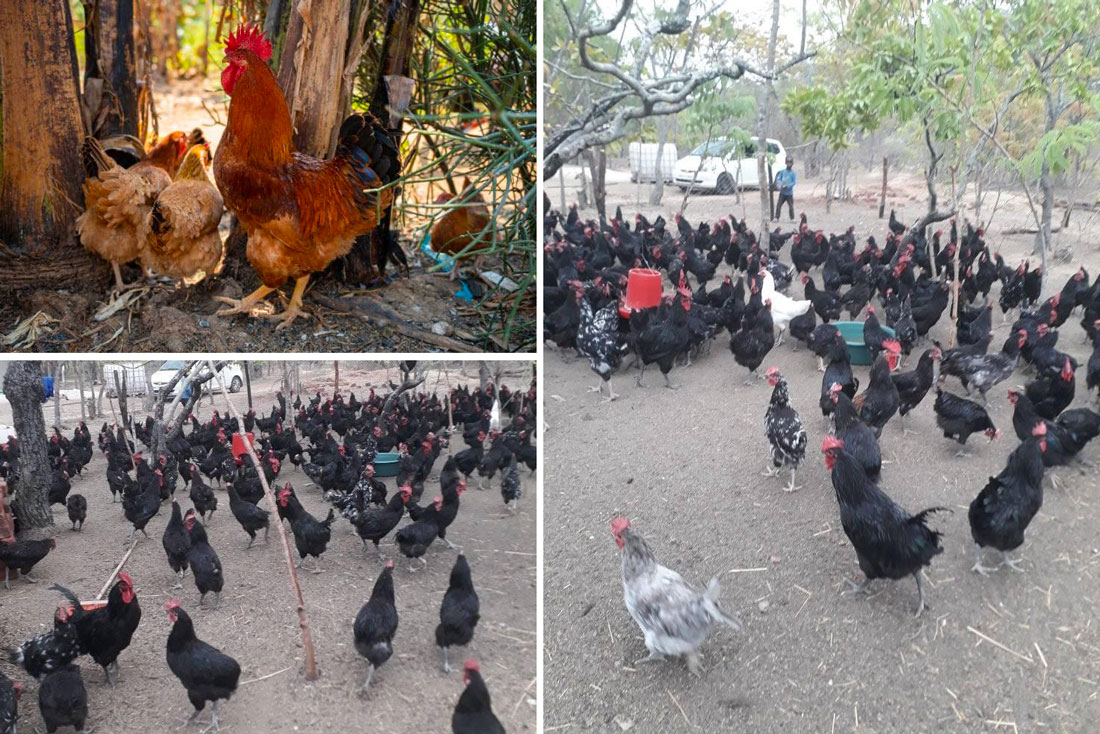 roadrunner-chickens-zimbabwe-backyard-poultry-prosperity roadrunner-chickens-zimbabwe-backyard-poultry-prosperity