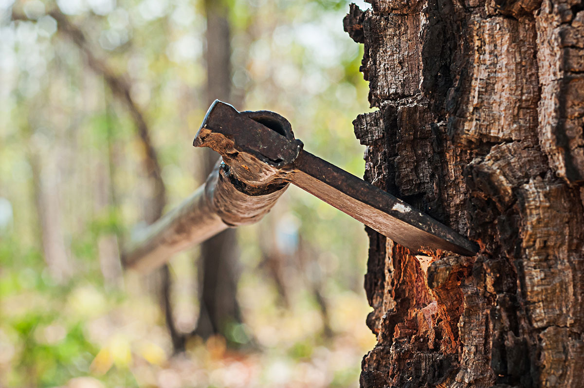 Curbing-deforestation-to-preserve-our-indigenous-trees Curbing-deforestation-to-preserve-our-indigenous-trees