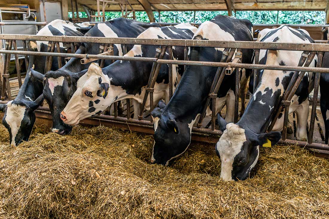 agriculture-zimbabwe-silage-dairy-cows agriculture-zimbabwe-silage-dairy-cows