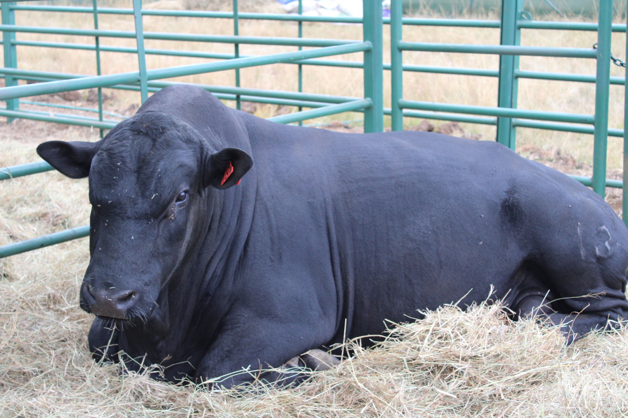 Mashona Bull Mashona Bull