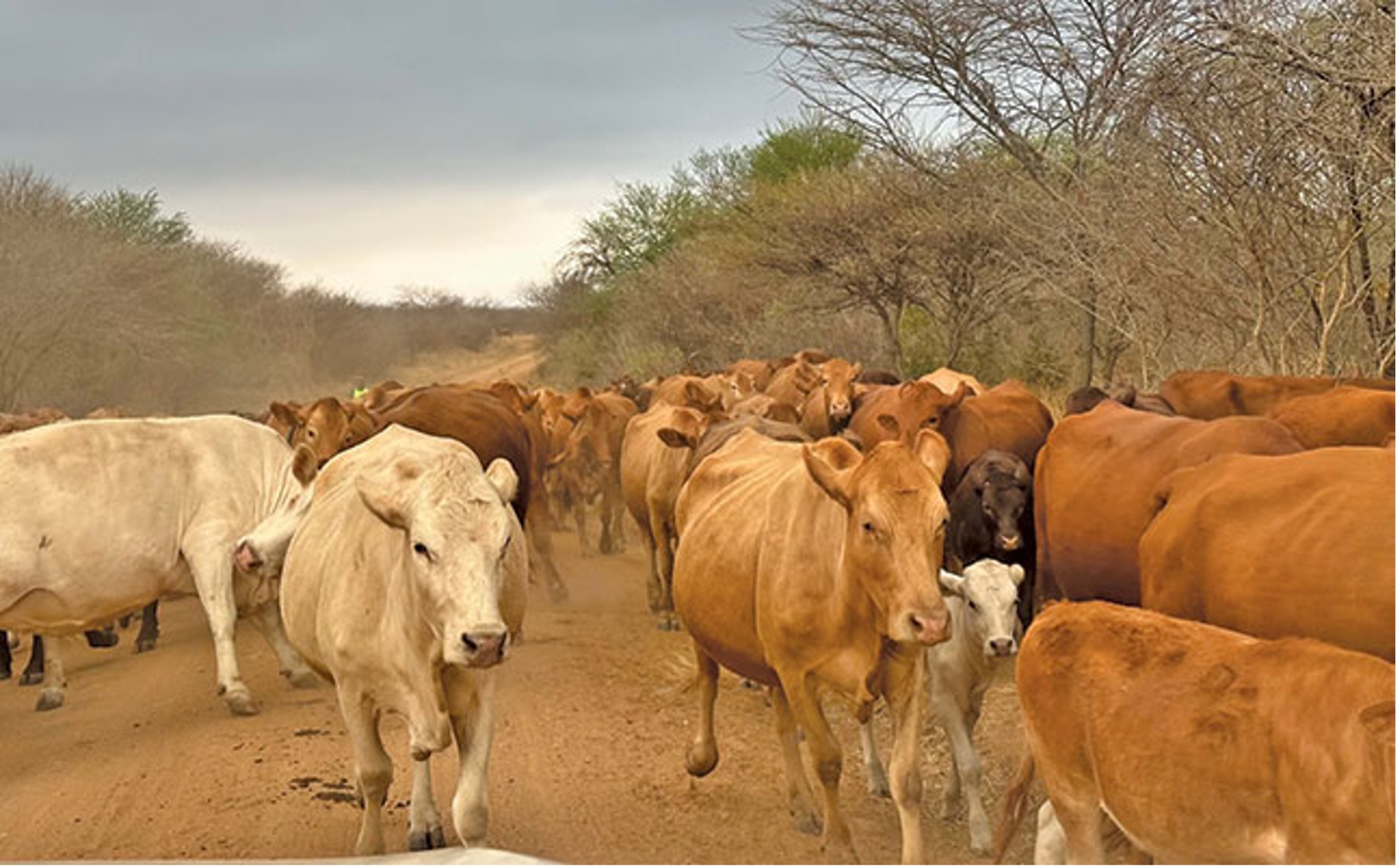 tuli-cattle South African Len Harvey can rightly be called the father of the Tuli. He started developing the breed in 1940 in Zimbabwe‘s (then Rhodesia) Matabeleland to establish an indigenous breed of cattle that could withstand the tough regional conditions