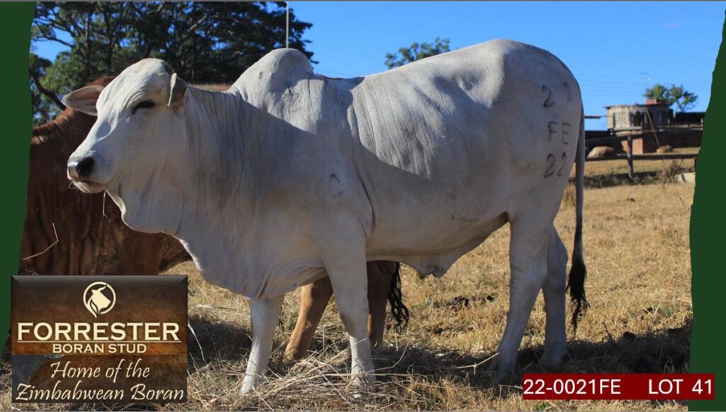 Lot 41