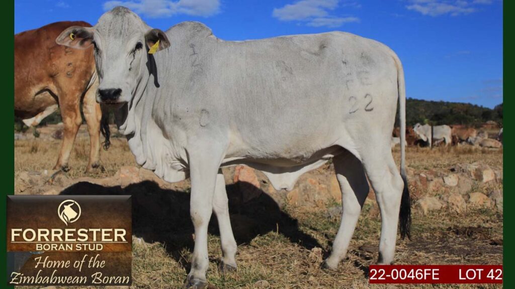 Lot 42