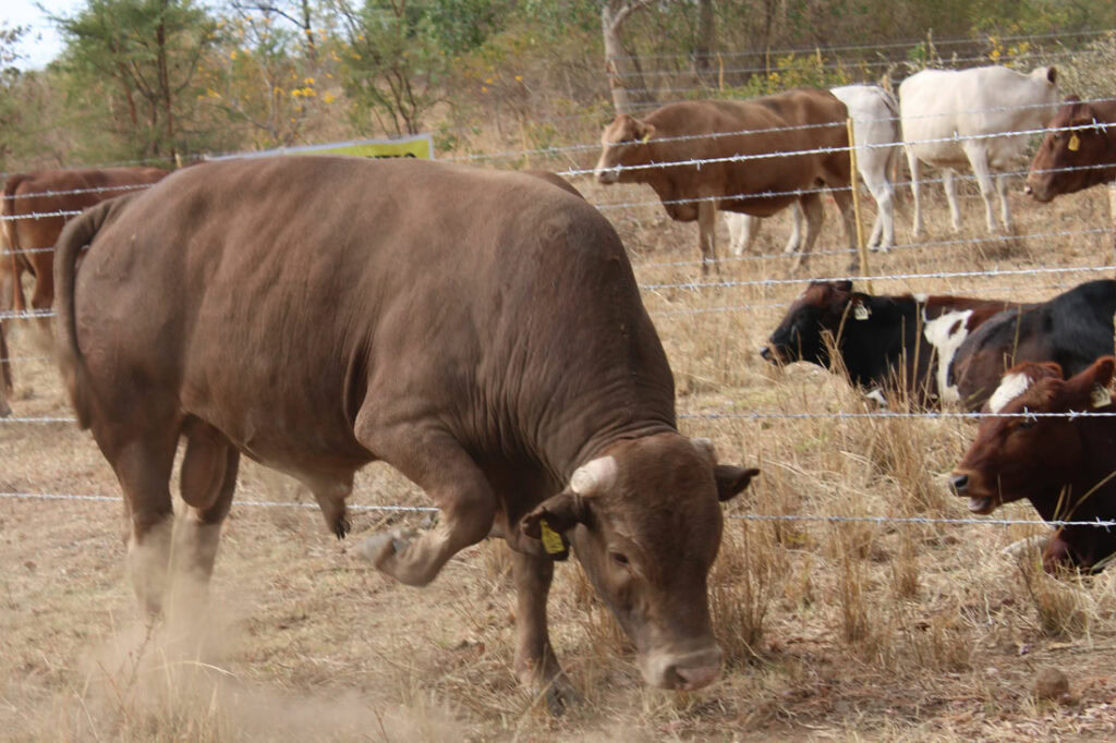 Tuli bull