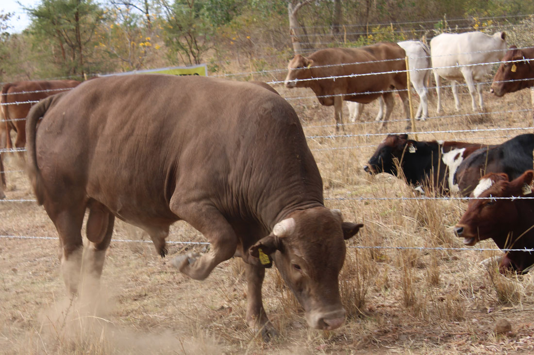 year-of-the-tuli-beef-school-2024 Tuli bull