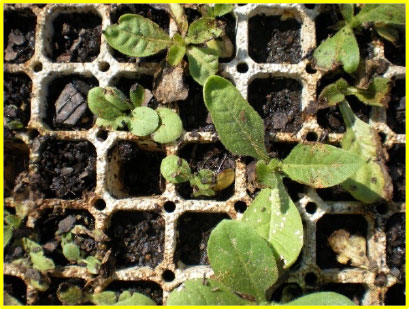 tobacco-salt-injury-figure1 Fig 1a: Salt injury early symptoms on seedlings