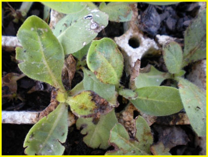 tobacco-salt-injury-figure2 Fig 1b: Tobacco seedlings with distorted hearts caused by salt injury
