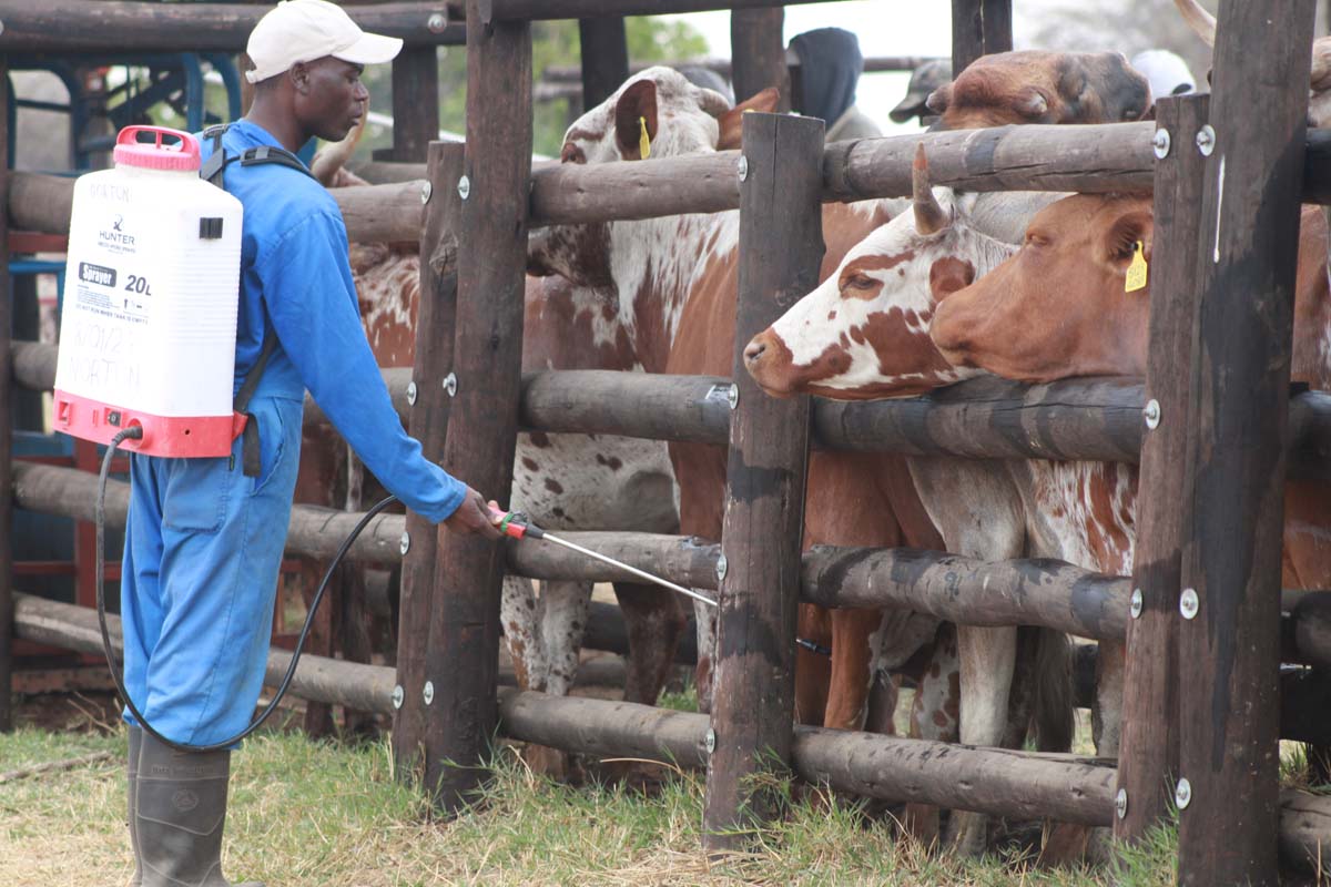 cattle viability pic 2 cattle viability pic 2