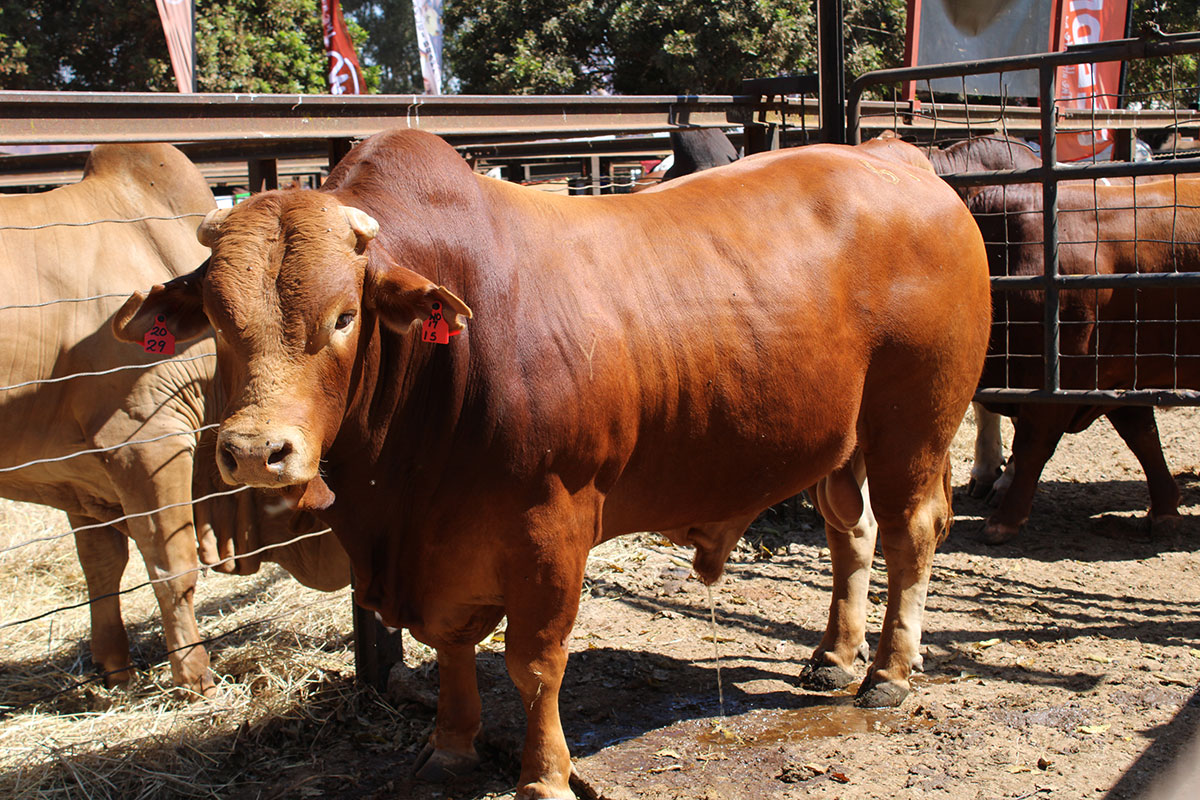 stud-bull stud-bull