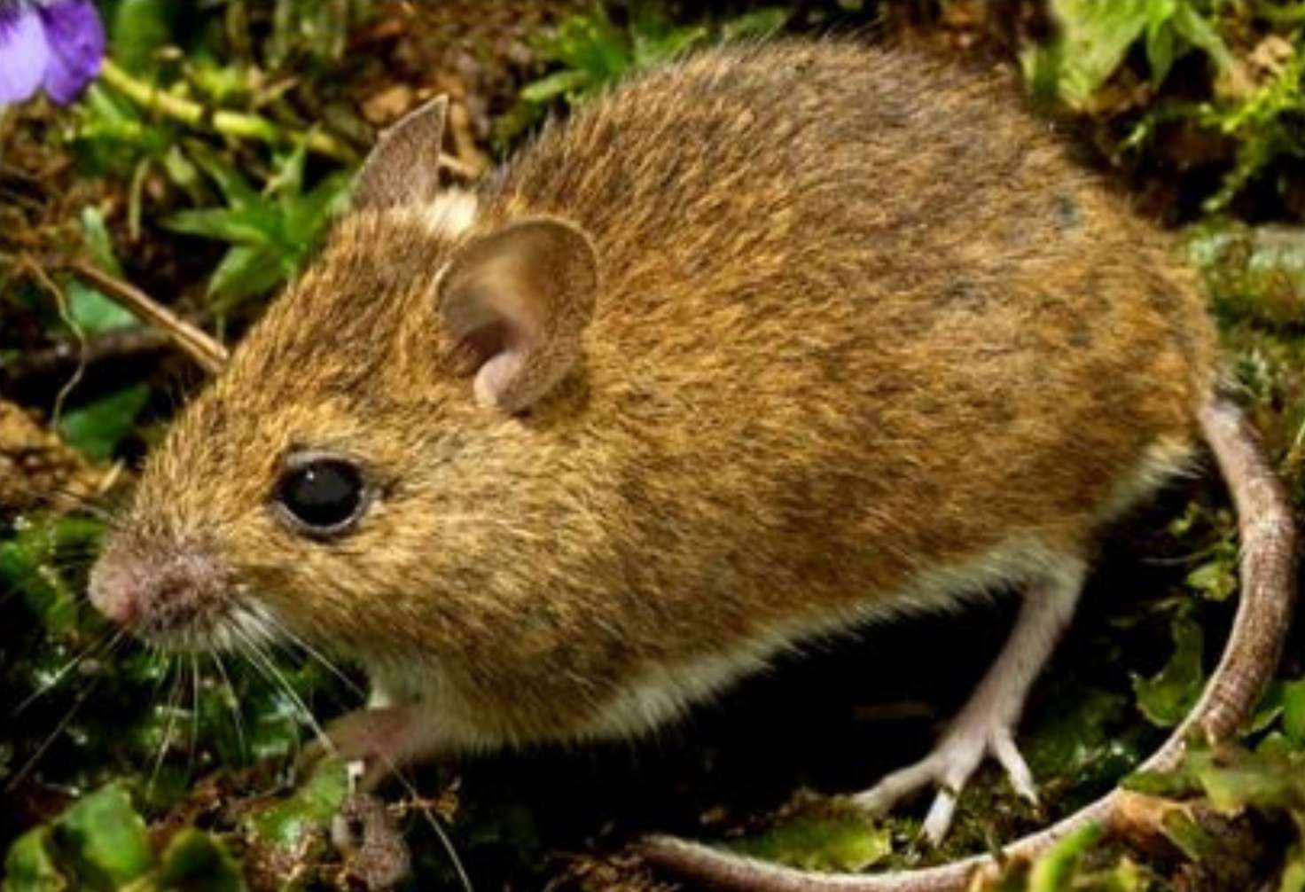 Wood Mice profile pic