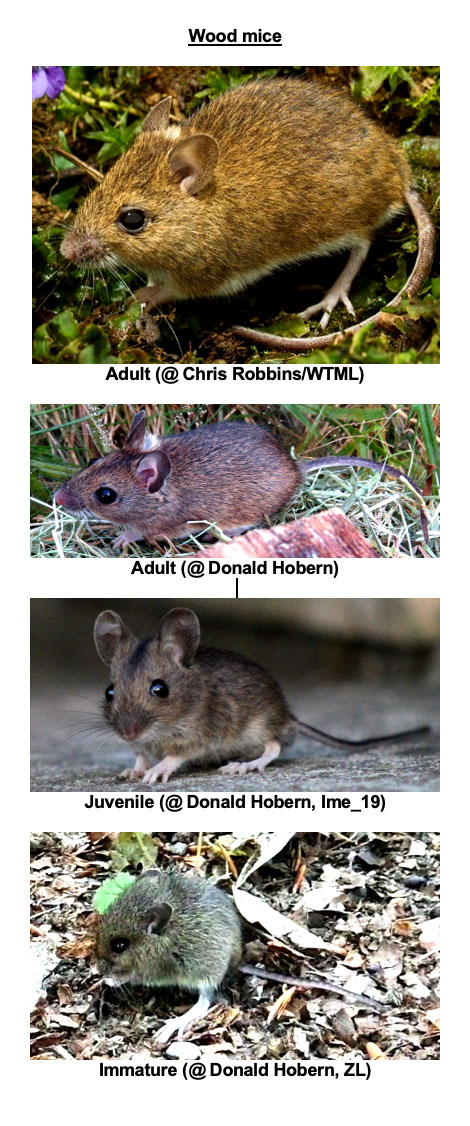 wood-mice