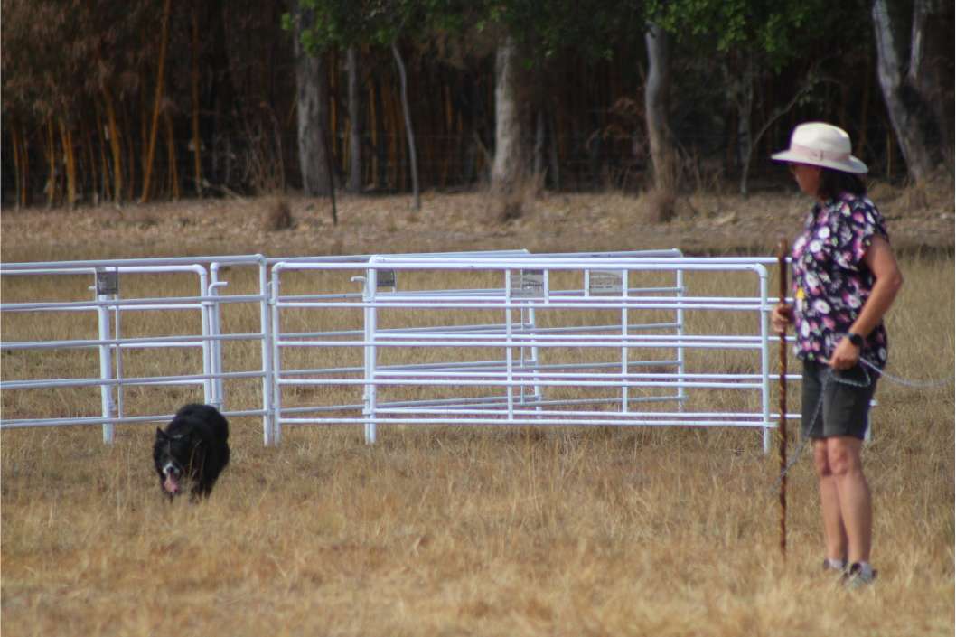 Sheep dog featured image