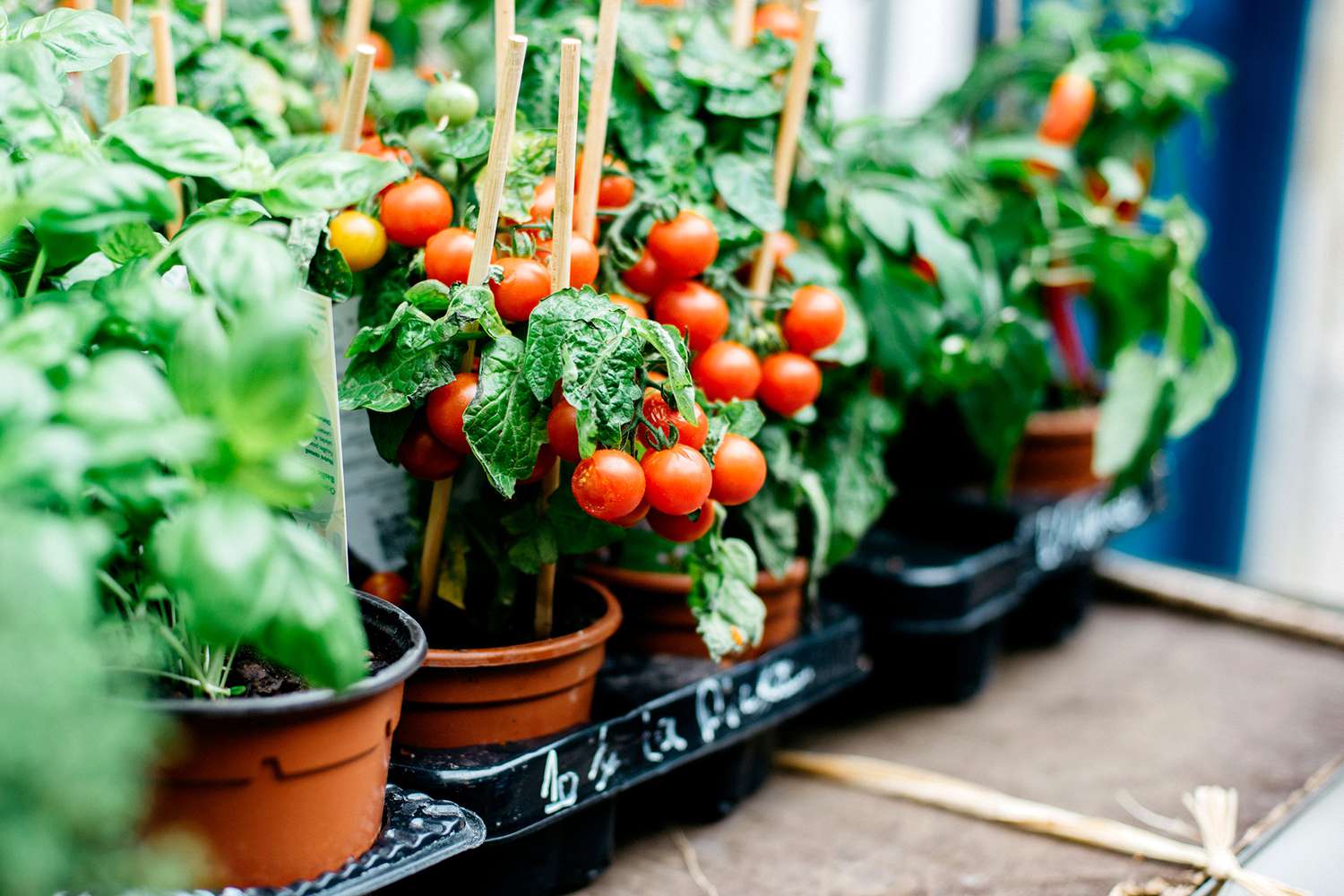 tomato-plants-getty-0620-eb2c3b95f83d4b97babd3ef9e1a6ae20