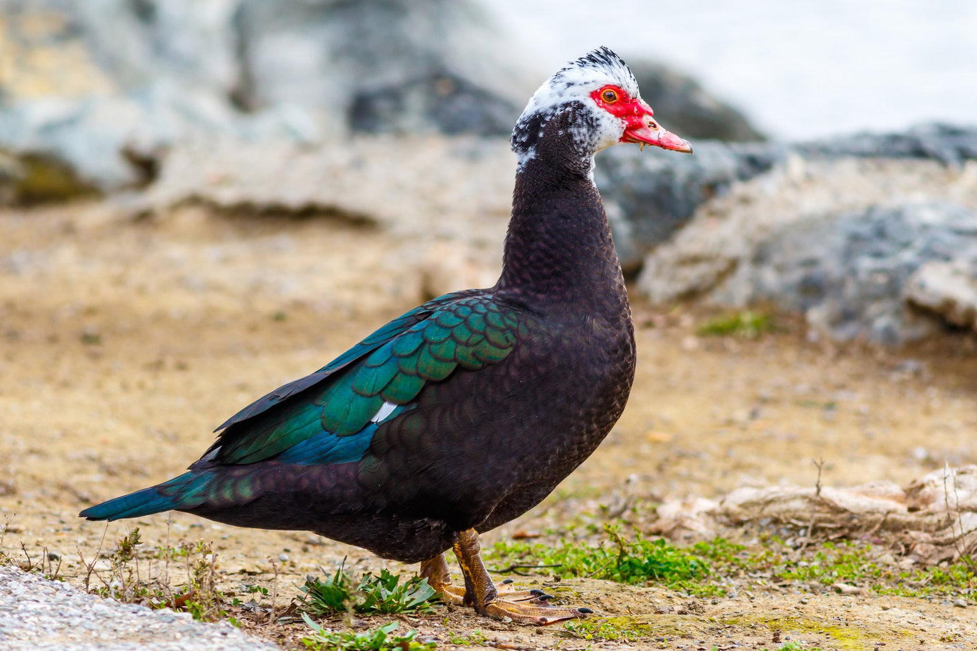 Muscovy ducks featured image