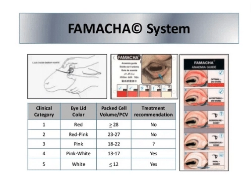 Famacha-score-card