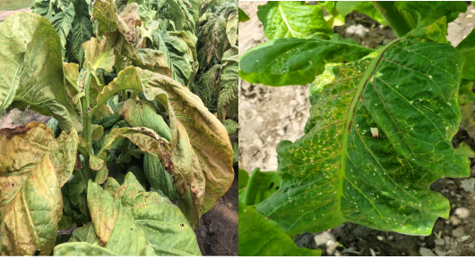 Figure 2. PVY infection in tobacco. Under severe conditions, mosaic and necrotic symptoms develop on the leaves making them unmarketable