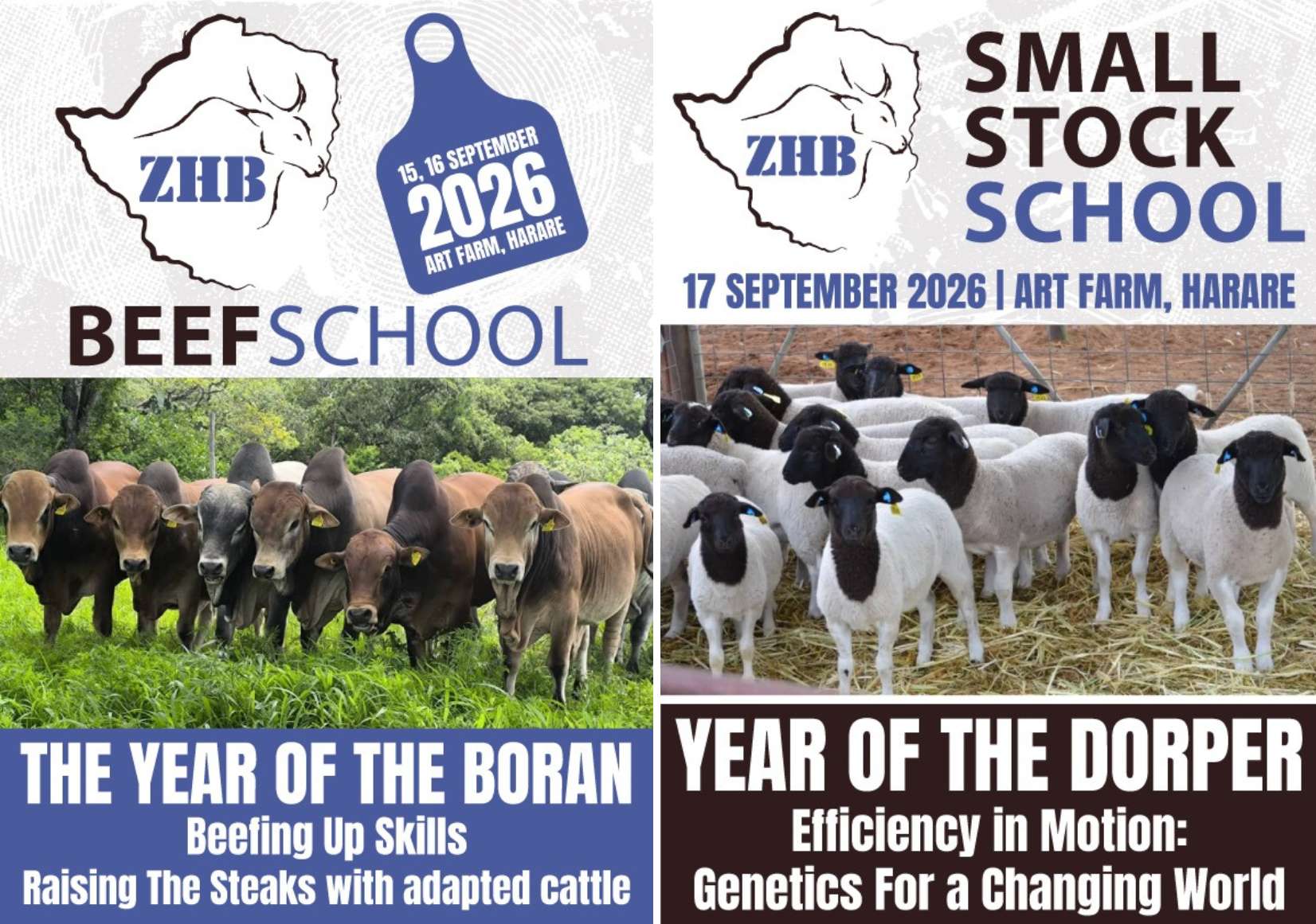 ZHB BEEF & SMALL STOCK SCHOOL