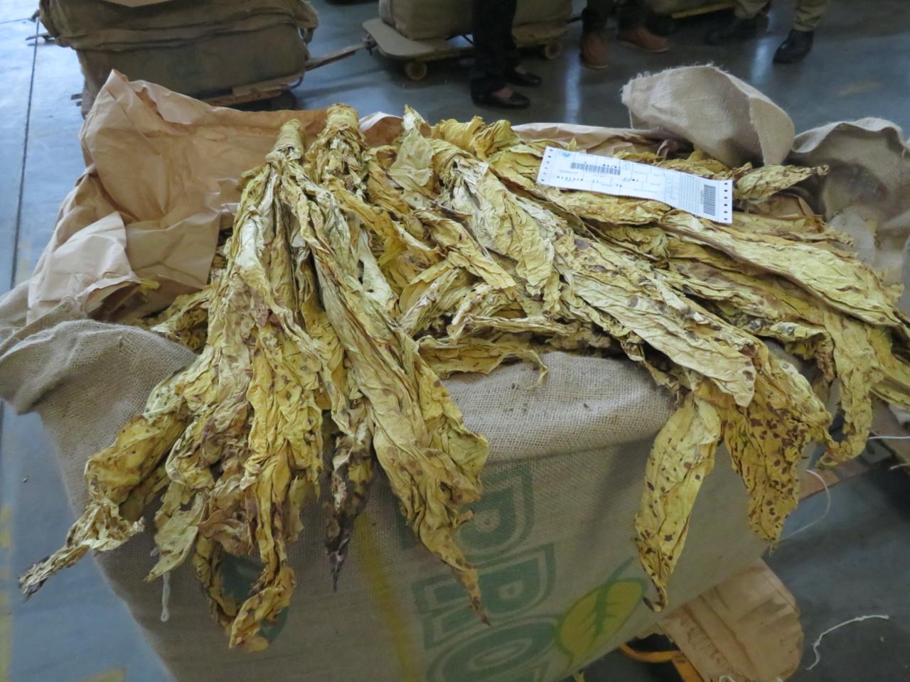 Featured image tobacco