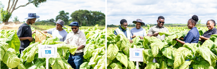 Figure 1: Newly released tobacco varieties T78 and T81