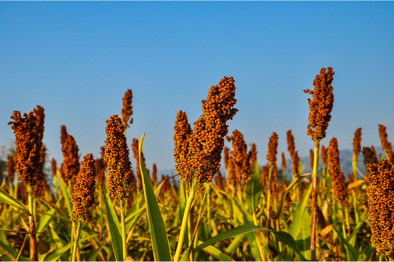 Millet