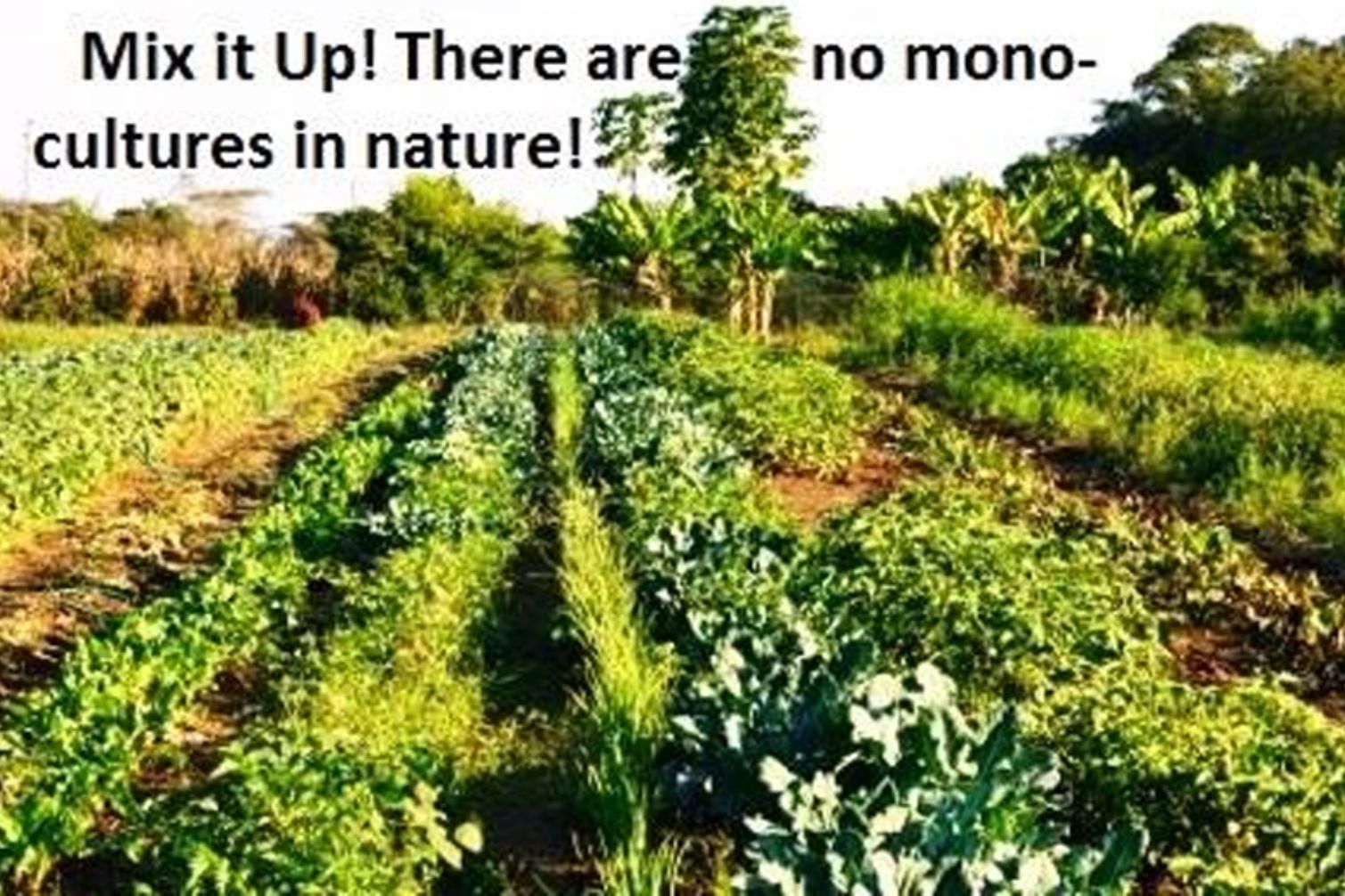 Monoculture