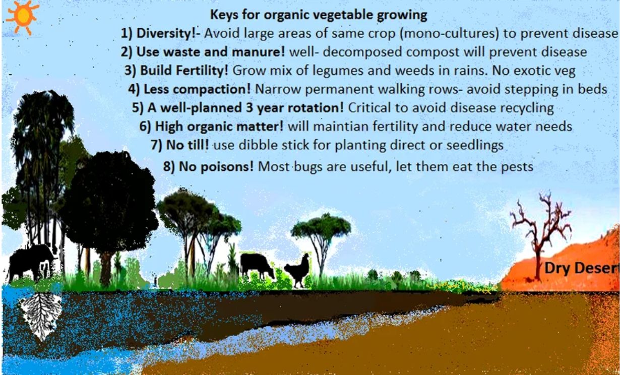 Organic vegetables growing